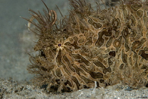 Striated Hairy Frogfish Under the Bridge by John Roach 